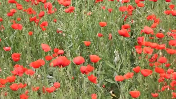 Papoilas Vermelhas Florescem Campo Paisagem Verão — Vídeo de Stock