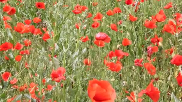 Поле Цветут Красные Маки Летний Пейзаж — стоковое видео