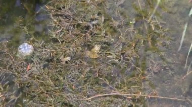 Gölet içinde iki kurbağa. Gölet çim ile büyümüş