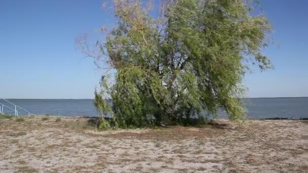 Saule Qui Répand Près Lac Branches Saule Balançant Dans Vent — Video