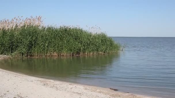 Zonnige Dag Het Meer Zanderige Oever Groene Bosjes Van Riet — Stockvideo