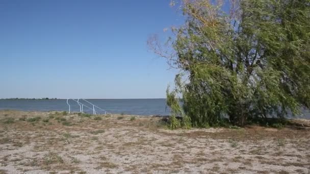 Sauce Que Extiende Junto Lago Ramas Sauce Balanceándose Fuerte Viento — Vídeo de stock