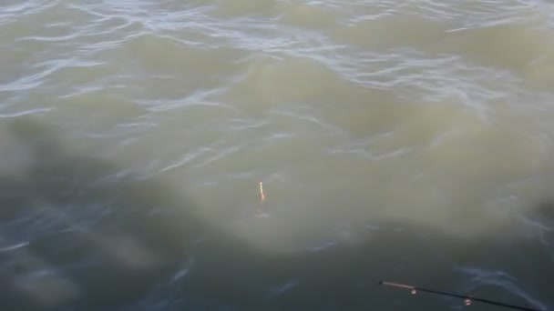 湖の水に浮かぶ釣りボバーズ — ストック動画