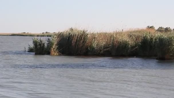 Abend Auf Dem See Die Sandmänner Die Über Das Wasser — Stockvideo