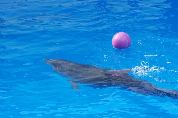 海豚玩蓝水球 — 图库照片