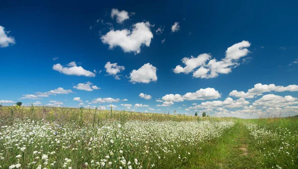 Ein Weg Durch Ein Mit Blumen Bedecktes Sommerfeld — Stockfoto
