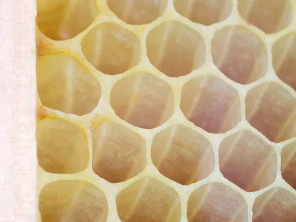 bee honeycombs. The structure of a honeycomb filled with honey