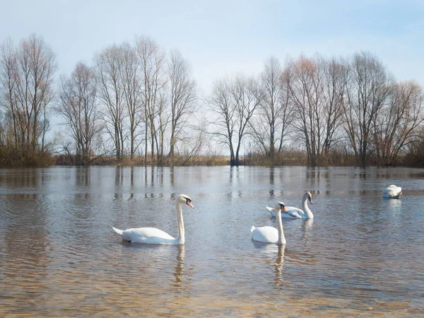 Cisnes Blancos Río Una Bandada Cisnes Blancos Flotando Agua — Foto de Stock