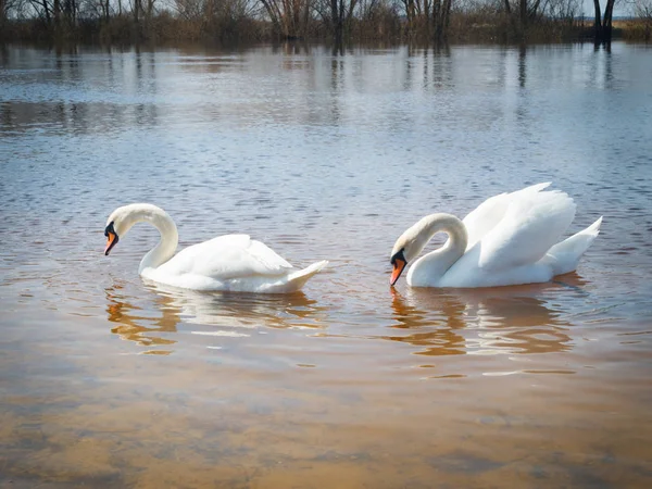 川に白い白鳥水の上に浮かぶ白い白鳥の群れ — ストック写真