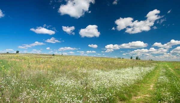 Road Summer Meadow — Stock Photo, Image