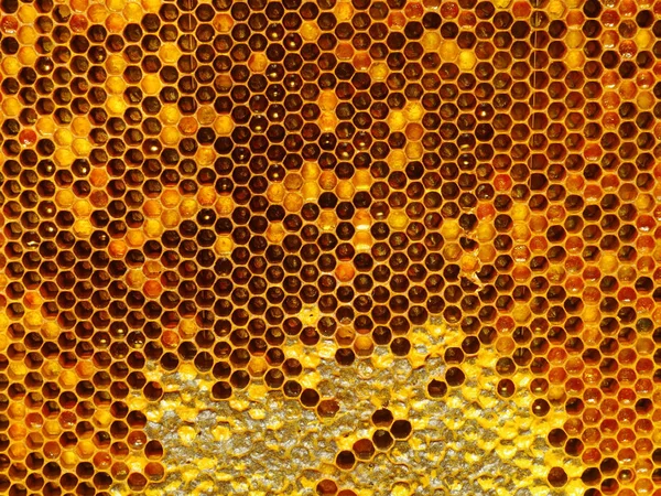 bee honeycombs.The structure of a honeycomb filled with honey