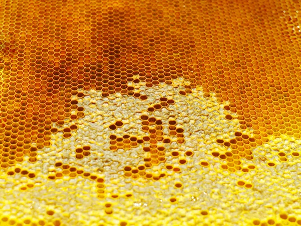 Lebah Honeycombs Struktur Sarang Madu Diisi Dengan Madu — Stok Foto