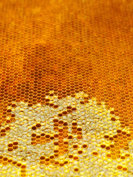 Bee Honungskakor Strukturen Honungskaka Fylld Med Honung — Stockfoto