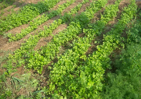 Sayur Dimakan Kebun Tanaman Hijau Dimakan Kebun Parsley Dill Basil — Stok Foto