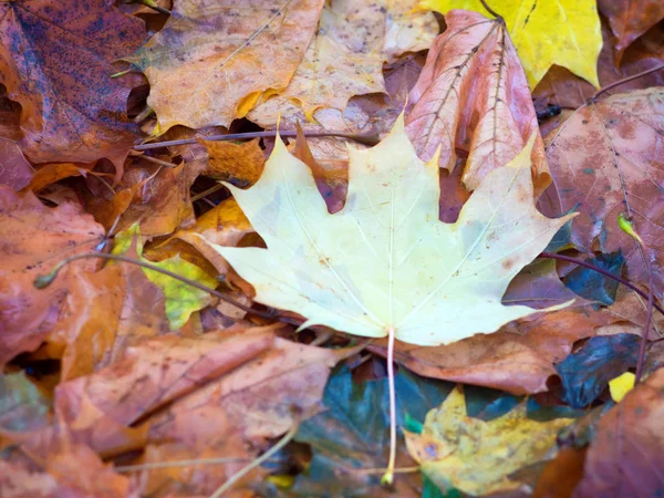 Farbenfrohe Schöne Herbstblätter Auf Dem Boden — Stockfoto