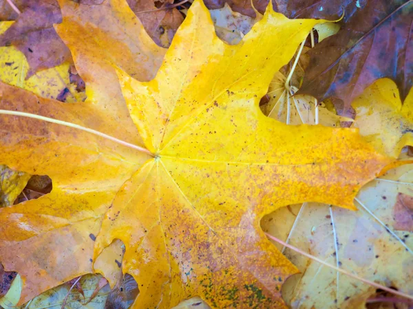 Hojas Otoño Hermoso Colorido Suelo —  Fotos de Stock