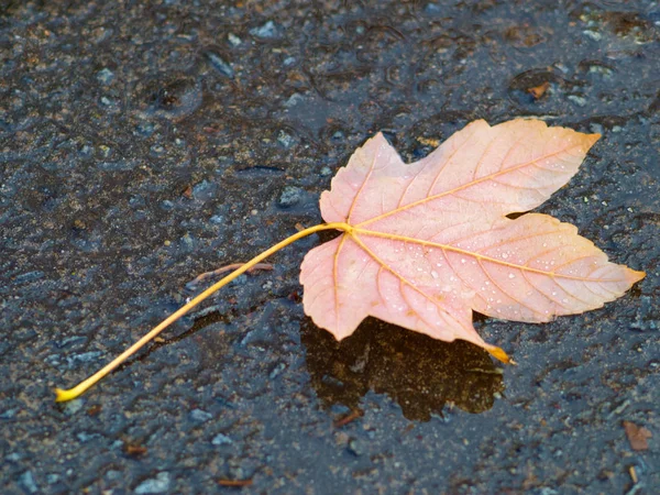 지상에 잎에서 떨어진 — 스톡 사진
