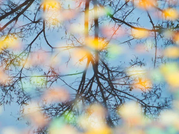 Vom Baum Gefallen Blätter Auf Dem Boden Einer Pfütze — Stockfoto