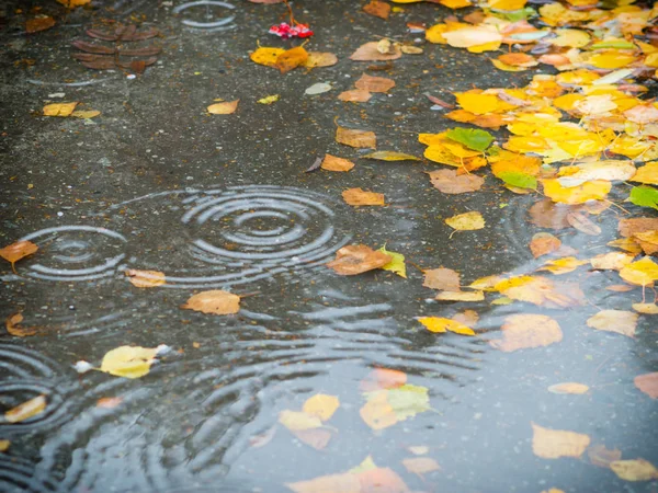 Von Einem Baum Gefallen Blätter Auf Einer Pfütze Regen — Stockfoto