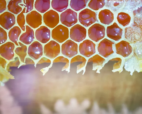Arı Peteğin Bir Petek Yapısını Bal Ile Dolu — Stok fotoğraf