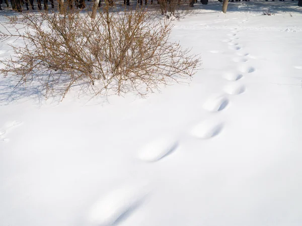 Voetafdrukken Diepe Sneeuw Naar Het Bos — Stockfoto