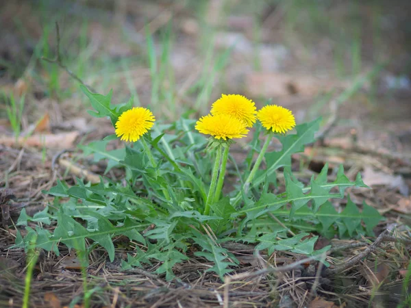 Dandelions Spring Meadow Green Grass Other Plants — Stock Photo, Image