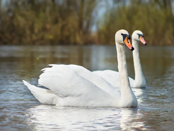 Cisnes Blancos Río Una Bandada Cisnes Blancos Flotando Agua — Foto de Stock