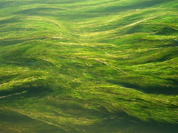 Green Algae Clear Running Water — Stock Photo, Image