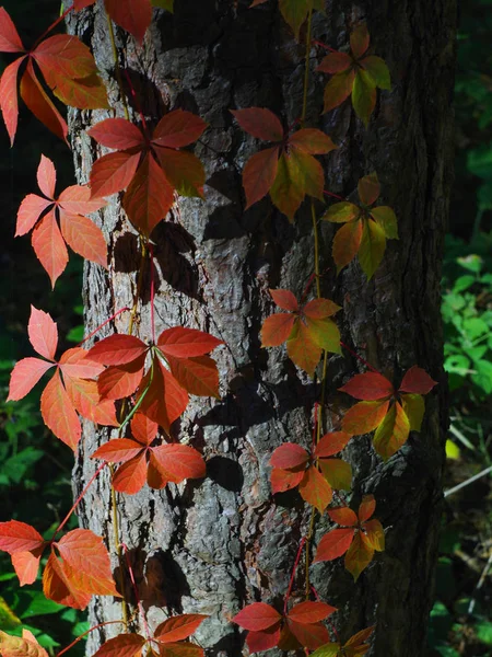 Autumn Forest Trees Setting Sun — Stock Photo, Image