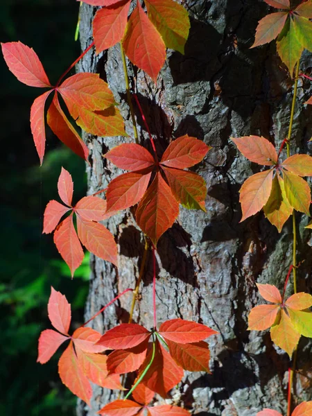 Autumn Forest Trees Setting Sun — Stock Photo, Image