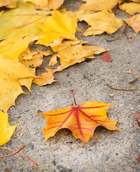Fell Tree Leaf Ground — стоковое фото
