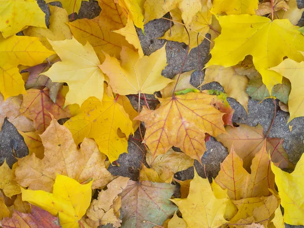 Colorful Beautiful Autumn Leaves Ground — Stock Photo, Image