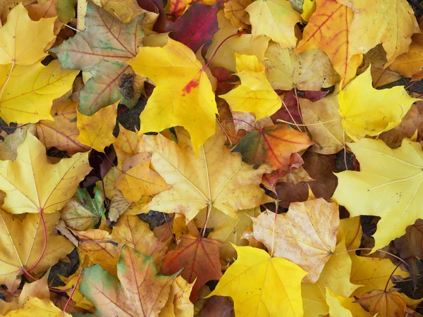 Krásné Barevné Podzimní Listí Zemi — Stock fotografie