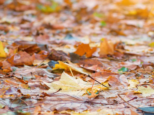 Krásné Barevné Podzimní Listí Zemi — Stock fotografie