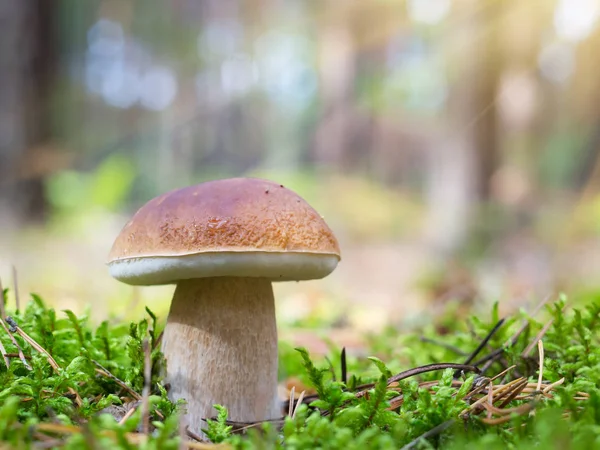 Champignon Blanc Dans Forêt Champignon Comestible Sur Pollen Cône Forêt — Photo