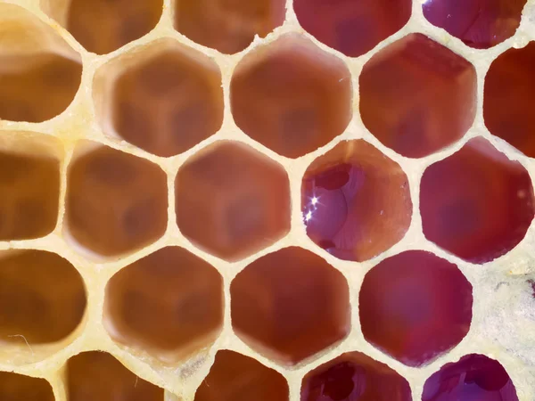 Bee Honungskakor Strukturen Honungskaka Fylld Med Honung — Stockfoto