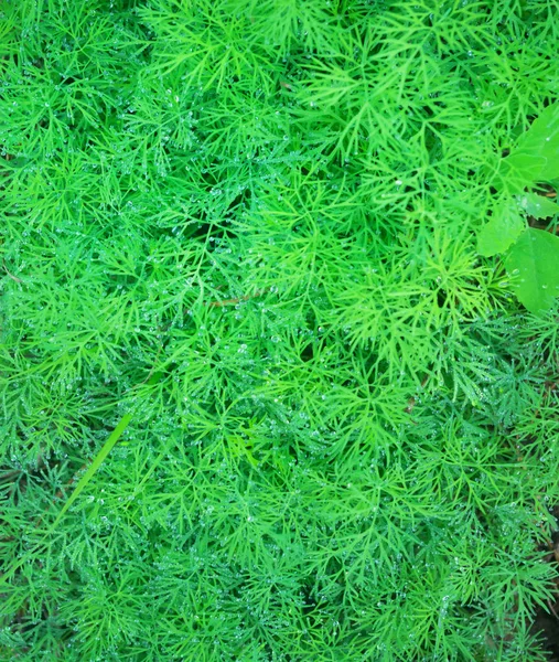 Parsley — Stock Photo, Image