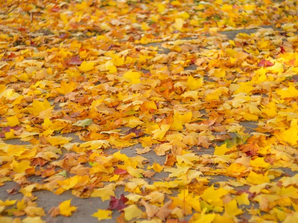 Kleurrijke herfstbladeren mooie — Stockfoto