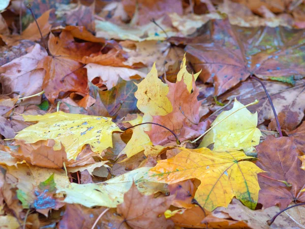 Colorato Belle foglie d'autunno — Foto Stock