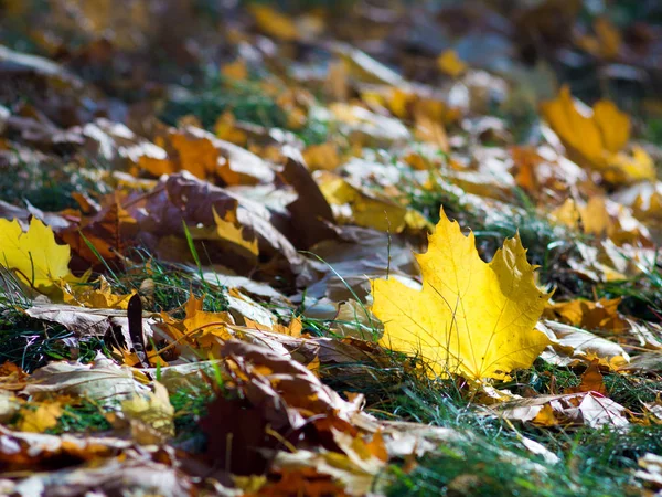 Colorful beautiful autumn leaves — Stock Photo, Image