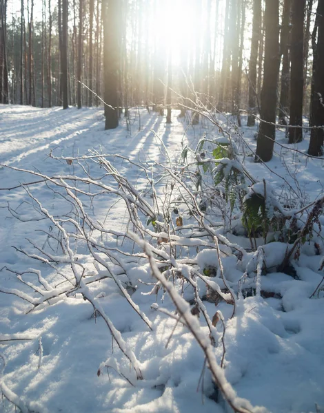 Pôr do sol na floresta de inverno. — Fotografia de Stock