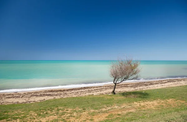 Denizin kenarında yalnız bir ağaç — Stok fotoğraf