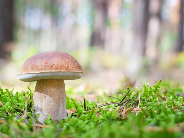 Vit svamp i skogen. — Stockfoto