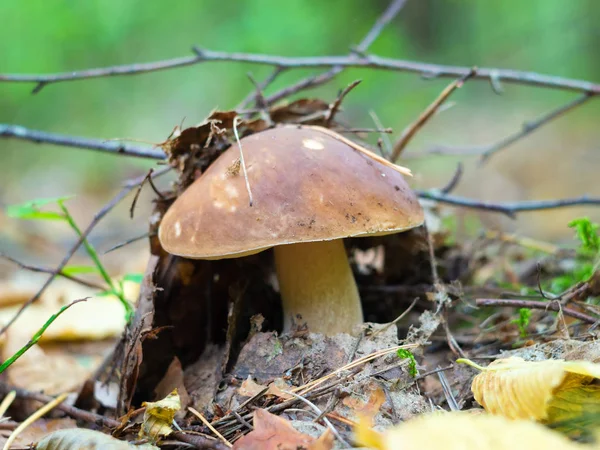 Съедобный гриб (Boletus edulis) на пыльце конуса леса — стоковое фото