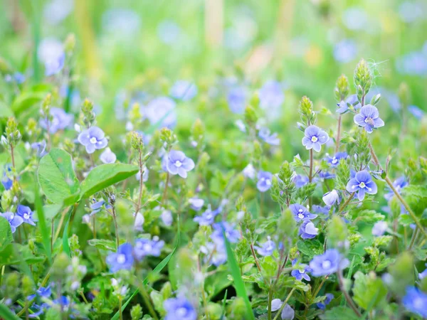 Small pretty blue flowers — Stock Photo, Image