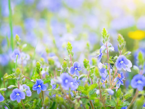 Małe piękne niebieskie kwiaty — Zdjęcie stockowe