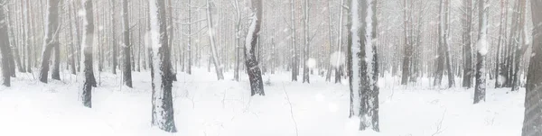 Sníh padá v zimním lese — Stock fotografie