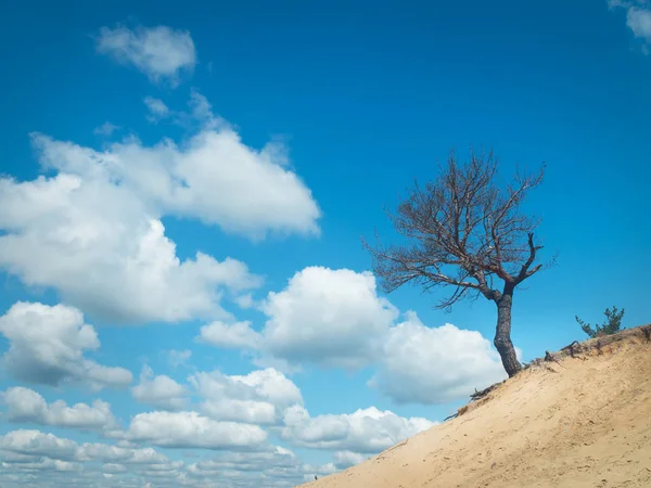 Yalnız çam ağacı — Stok fotoğraf