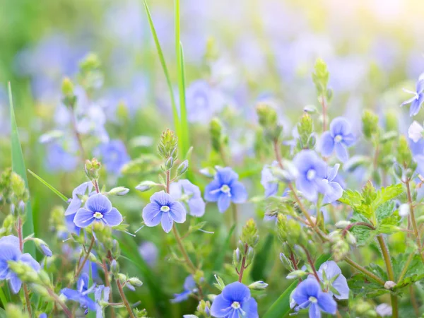Flores azules bonitas pequeñas —  Fotos de Stock