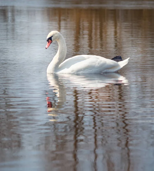 Bílá labuť na řece. — Stock fotografie